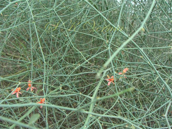  Branches